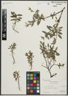Foto von Salix arbuscula L.